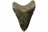Serrated, Fossil Megalodon Tooth - Beautiful Blade #84157-2